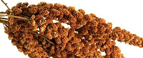 Weiß-Premium 3 kg ROTE KOLBENHIRSE Premium Qualität handverlesen aus Frankreich Hirse