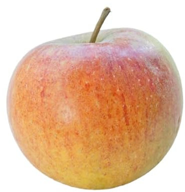 Apple Tree, 'Cox's Orange Pippin', 1 x Tall Plant in 10 Litre Pot, 1.4-1.6 Metre Height, Apples, Garden Ready and Ready to Plant, Premium Quality Fruit Trees