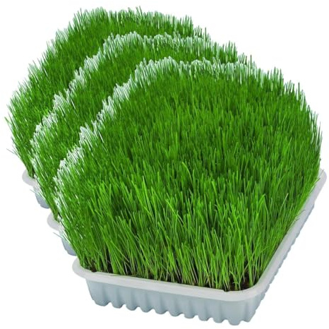TRIXIE Herbe Tendre pour Chats - Graines d'herbe à Faire Pousser soi-même - Riche en vitamines - 100g - 4232 (Lot de 3)