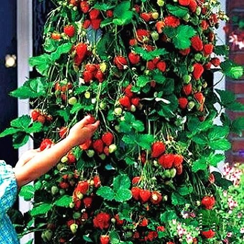 50 Unids Semillas de Fresa Rojas Home Garden Fruit Potted Decoration Plantas Trepadoras para Plantar en el Jardín
