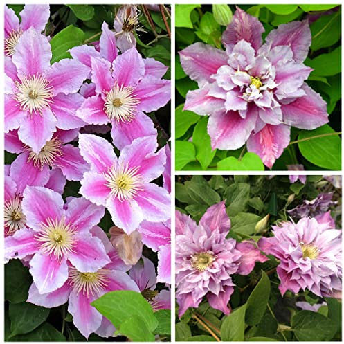 Clematis Piilu Climbing - Large Flowering Clematis Plant - 25-40cm in Height Ready to Plant (1 Plant)