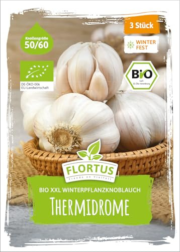 FLORTUS – BIO XXL Winterpflanzknoblauch Thermidrome 3 Knollen zertifiziertes Pflanzgut, keine Samen – Knollengröße 50-60 mm – winterhart, ausgewogen mild bis würziger Knoblauch aus Frankreich