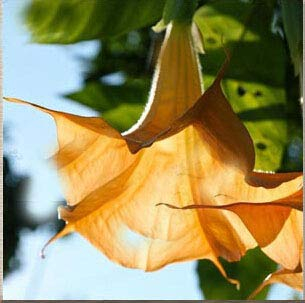 Schwarze Samen, Brugmansia-Engelstrompeten, Bonsai-Baum-Blumensamen 100 Partikel/Los