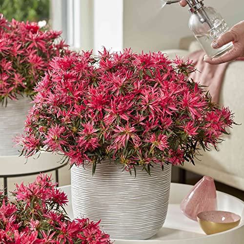 Compact Azalea Rhododendron Plants 'Starstyle' Pink Blooms Hardy Perennial Easy to Grow Your Own Garden Flowers Potted Plants by Thompson & Morgan (1x 10.5cm Pot)
