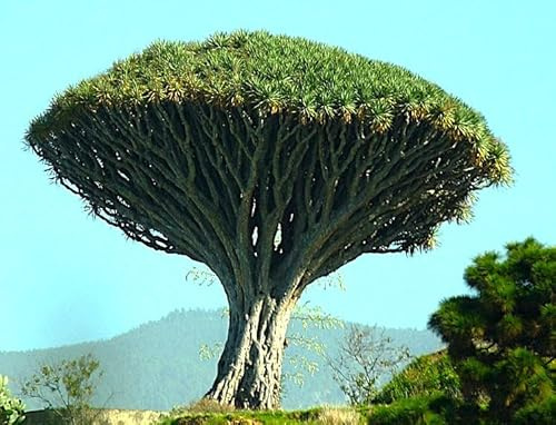 6 Semillas de Drago de Canarias (Dracaena draco), Árbol Milenario