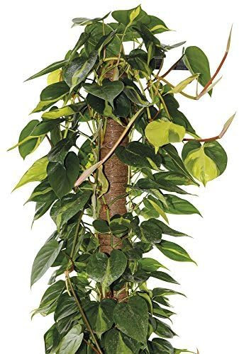 La zappa Tutore per piante rampicanti da interno bastone muschiato (Ø 5 x H 120 cm)