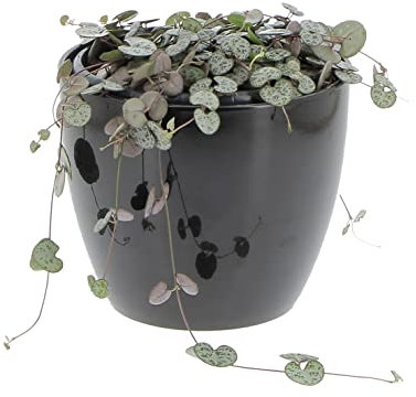 Kentis - Ceropegia Woodii - Pianta Collana di Cuori - Piante Vere da Appartamento - Pianta Succulenta Ricadente Decorativa Facile Cura - Vaso Ø 14 cm