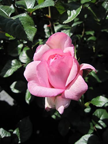 Rosa Mauritia ® - Edelrose - Tantau Rose