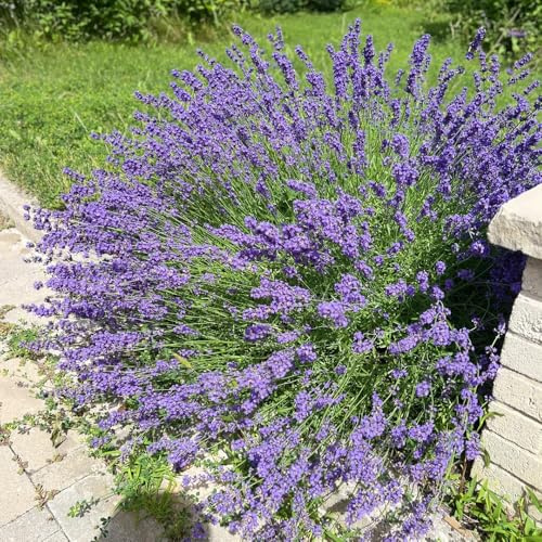 lavendelsamen mehrjährig - balkon garten bodendecker alte sorten hochbeet 1000pcs