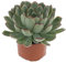 Echeveria Pulidonis Cactus en Maceta 12cm Planta Crasa Suculenta Natural