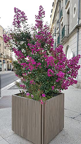 Lagerstroemia indica 'Violacea' / Lilas des Indes à fleurs violettes/Conteneur de 7 à 10 litres