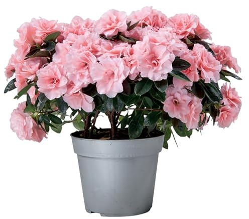 Planta Azalea Viva – Natural Decorativa y Luminosa para Cualquier Espacio del Hogar