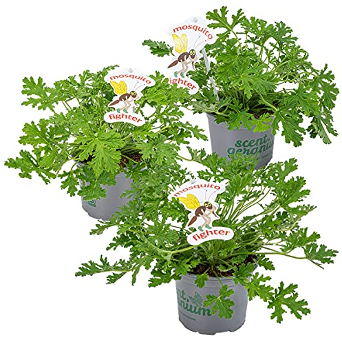 Bloomique - Set de 3 - Pelargonium Graveolens - Zanimo Limón - Antimosquitos - Fragante - Plantas de jardín - Altura 15-30 cm - Olla de 10,5 cm