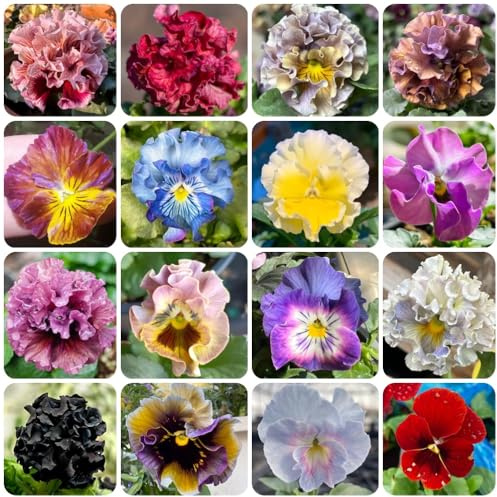 Semi di viola cornuta, esotici decorazione floreale, semi di campo le da giardino roccioso sono resistenti comprare 500pcs