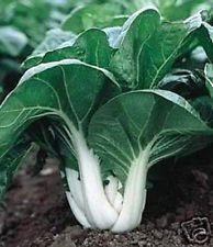 200x originale Canton Lattea Nani pak choi Seeds