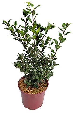 Stechpalme 'Heckenstar'®, 5er-Set, Höhe 40-50 cm, Topf 5 Liter