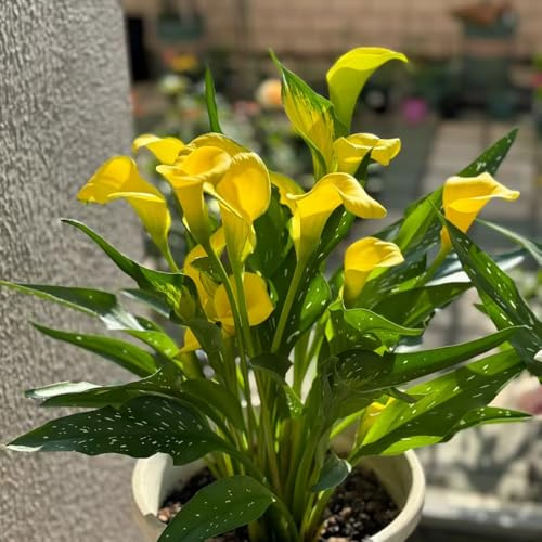 bulbi di calla - Zantedeschia aethiopica - balcone d'appartamento esotiche decorazioni giardino per esterni raro sul 9pcs