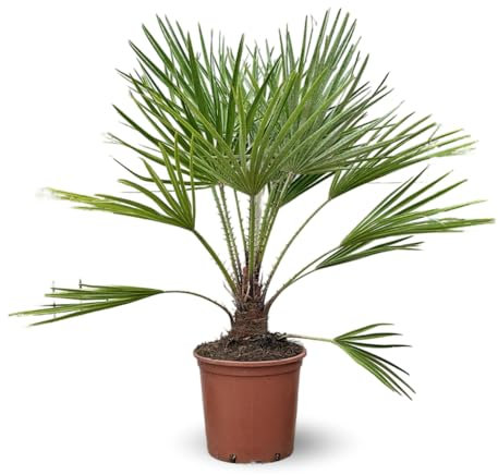 Attitude Jardin - Chamaerops Humilis - palmier nain - 110-120 cm - ⌀ 25 cm - plante d'extérieur