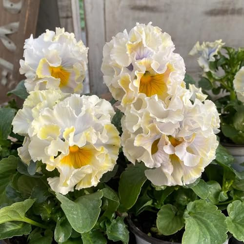 120 Pcs Stiefmütterchen Samen Winterhart - Wiesensaatgut, Garten Geschenk, Schattenpflanzen Stiefmütterchen Pflanzen Samen, Blumensamen Mehrjährig Winterhart, Balkonpflanzen Winterhart