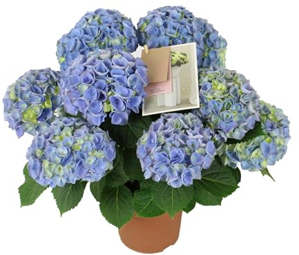 Hydrangea AZUL - Hortensia - Planta Natural con Floración de Larga Duración
