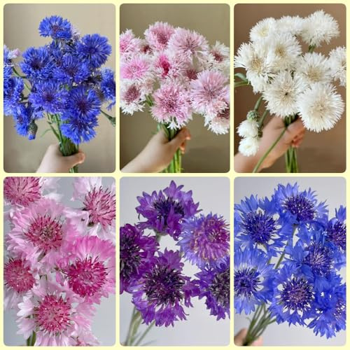 Semi di fiordaliso, semi di Centaurea ciano, biologici perenne 200pcs