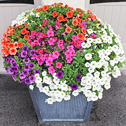 Welldales 50 Petunia Flower Seeds Pastel Stars Mixed Colour Annual Hanging Basket & Pots