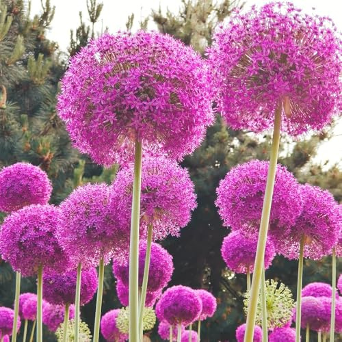 bulbi di allium - allium giganteum - da appartamento esotiche aglio ornamentale da giardino all'aperto giardino roccioso in vaso roccioso serra 6pcs