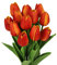 N&T NIETING Tulipani artificiali, 12 pezzi, tulipani finti tulipani in poliuretano, in lattice, colore rosso finto tulipani, per bouquet, feste, compleanni, casa, ufficio, arancio rosso