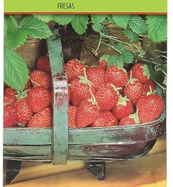 Semillas de Fresón Muy Fáciles de Cultivar para Sembrar Fresas en Huerto y Jardín