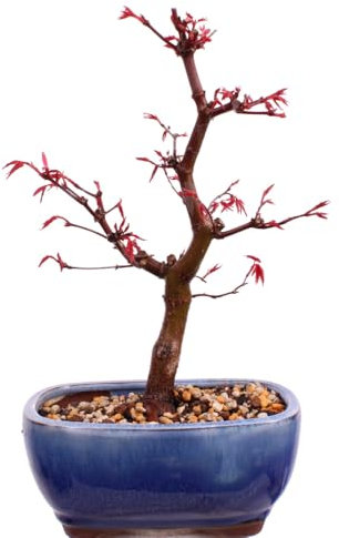 Bonsai - A. palmatum Deshojo, roter Fächerahorn aus Japan 226/08