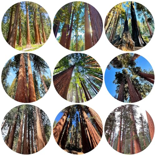 semi di sequoia, resistenti giardino biologici esotiche perenni rare 150pcs