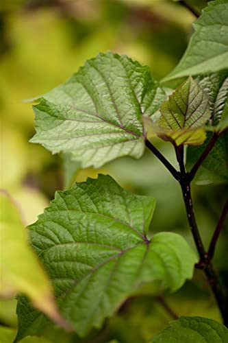 Heptacodium miconioides 40–60 cm – Winterhart, Mehrjährig, Pflegeleicht – Sieben-Söhne-des-Himmels-Strauch – Zierstrauch für Garten & Beet