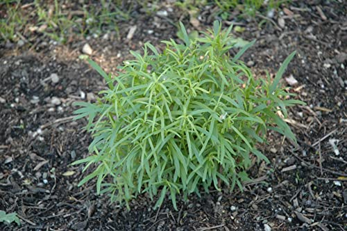 Artemisia dracunculus 9x9 cm Topf – Mehrjährig & Pflegeleicht & Winterhart – Estragon – Kräuterpflanze für Topf & Kräutergarten