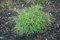 Artemisia dracunculus ca. 9x9 cm Topf - Estragon, aromatische Blätter, ideal für Kräutergärten, pflegeleicht, winterhart