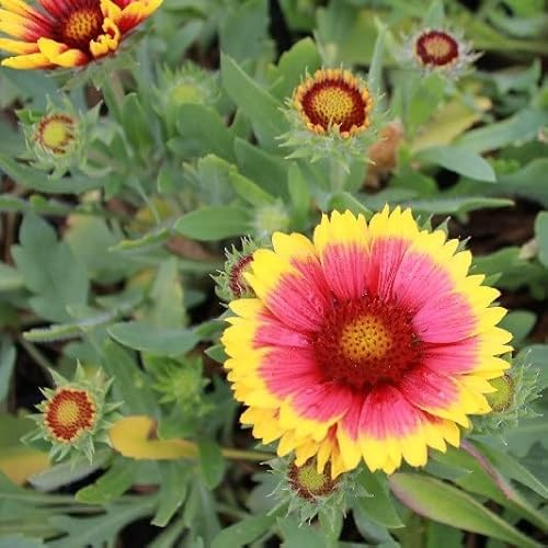 6x Gaillardia 'Arizona Sun' – Vaso 9x9 cm – pianta perenne fioritura giallo rosso compatta giardino