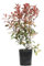 Photinia - Fotinia - Planta Arbustiva Natural - Árbol de Exterior
