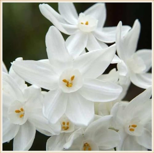 Narzissenzwiebel Winterhart MehrjäHrig-Narzissen Zwiebeln Winterhart,Narzissenzwiebel,Narzissen Knollen,Schöner Staudengarten Zierpflanzen pflanzen-4zwiebeln-a