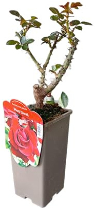 Rosal Arbustivo Rojo en Maceta – Flor Viva Ideal para Decorar la Terraza o el Jardín