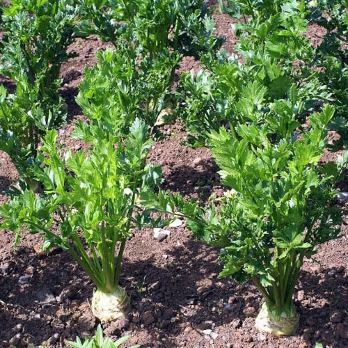 semi di sedano rapa - semi di resistenti giardino giardino resistenti Coltivare rampicanti orticole rare varietà antiche 400semi