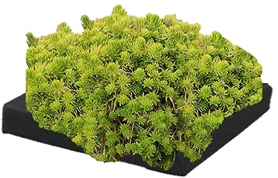 vdvelde.com - Nadelkraut Schwimminsel Teich - Bio Teichpflanzen 4 Sauerstoffpflanzen - Nachhaltig aus eigener Gärtnerei - Hochwertig Teichinsel Pflanzkorb - Van der Velde Wasserpflanzen