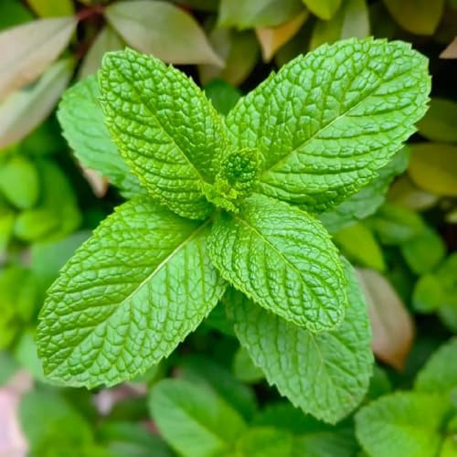 semi di menta verde perenne resistente, orto, biologiche, esotici di invernali, 1200pcs