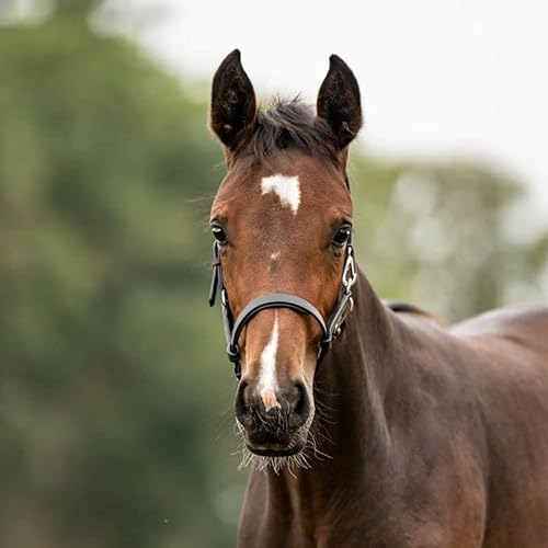 Lederfohlen- /Jährlingshalfter