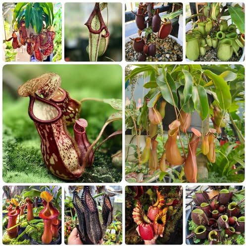 Semi di carnivora, Nepenthes mirabilis, resistenti per il giardino Semi di Nepenthes, rustiche per balconi decorazione soggiorno esotiche 200pcs