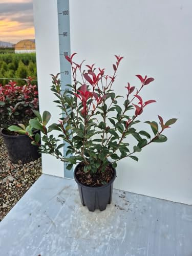 2 Piante di Photinia Red Compact (Fotinia Compatta) – Sempreverde a Crescita Compatta | Foglie Rosse Decorative | Ideale per Siepi e Vasi – Vaso 22 cm - Giulian Giovani Piante