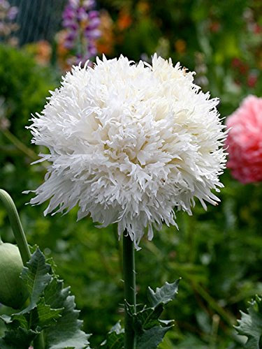 PAPAVERO FRANGIATO BIANCO NR.50 SEMI