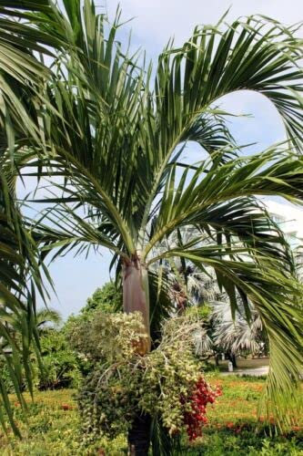 SEMI La deliziosa palma di Natale e