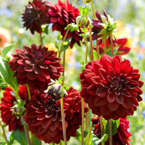 1 x Dahlia Decorative Arabian Night – Dark Red Dramatic Blooms – Summer Flowering Bulb – Perennials – for Your Beautiful Garden