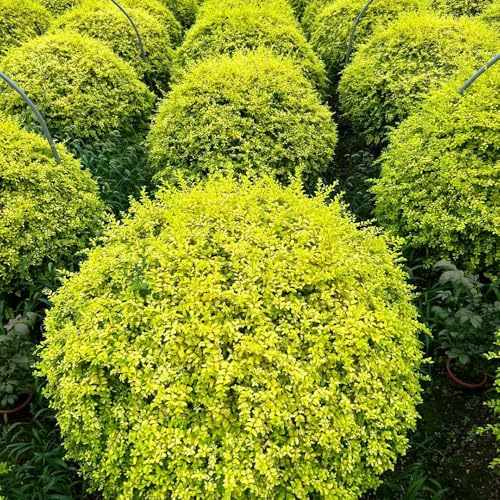 Semillas de seto de aligustre, Ligustro lucidum - de balcón comprar semillas de para lugares soleados Decoración de jardín 100pcs