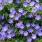 Genipap 60 semi di geranio blu