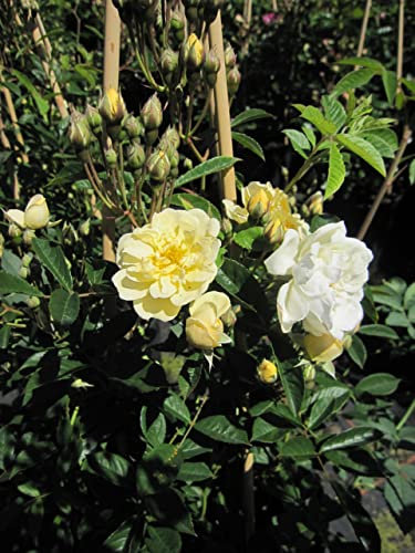 Rosa Christine Helene - Kletterrose Christine Helene